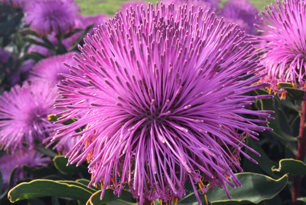 Isopogon latifolius Dazzler