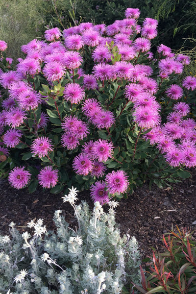 Isopogon latifolius Dazzler