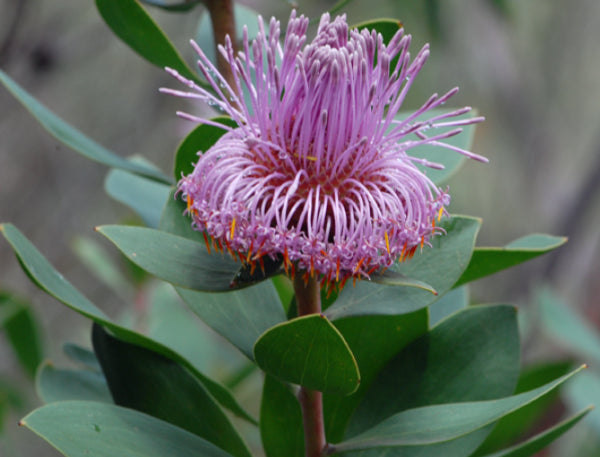 Isopogon latifolius Lollypop