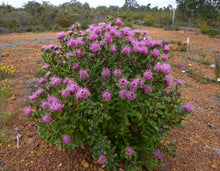 Load image into Gallery viewer, Isopogon latifolius Lollypop
