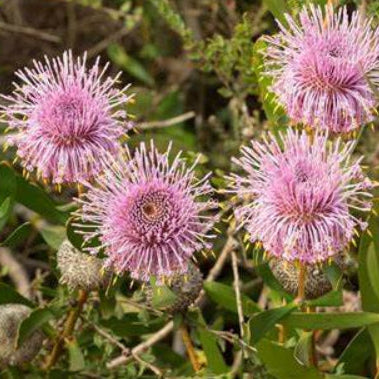 Isopogon cuneatus x buxifolius Pink Drumsticks