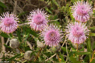 Isopogon cuneatus x buxifolius Pink Drumsticks