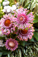 Load image into Gallery viewer, Isopogon cuneatus x buxifolius Pink Drumsticks
