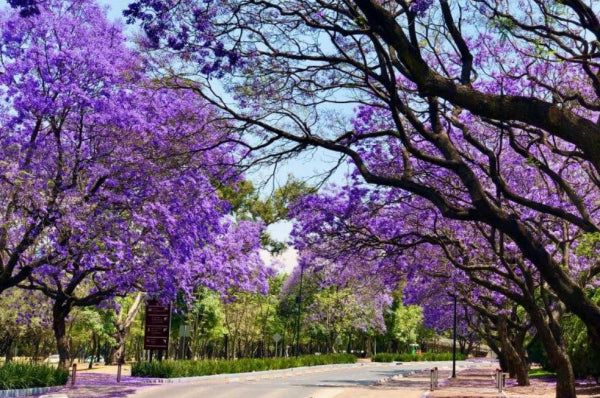 Jacaranda mimosifolia