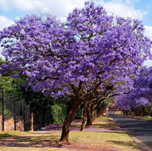 Load image into Gallery viewer, Jacaranda mimosifolia
