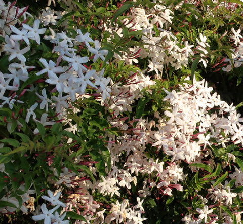 Jasminum polyanthum