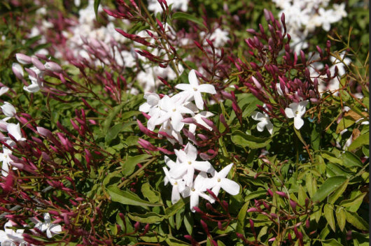 Jasminum polyanthum