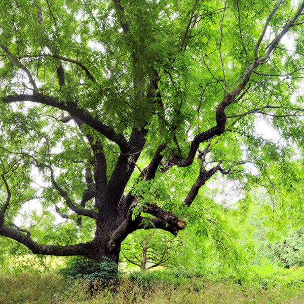 Juglans nigra Black Walnut