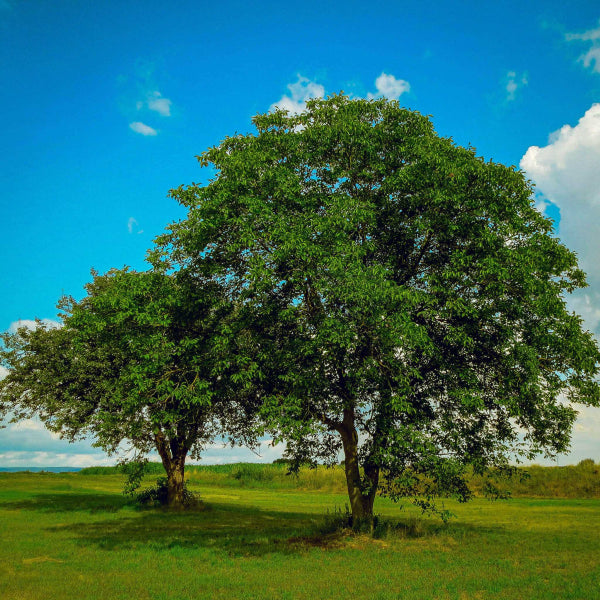 Juglans regia Walnut