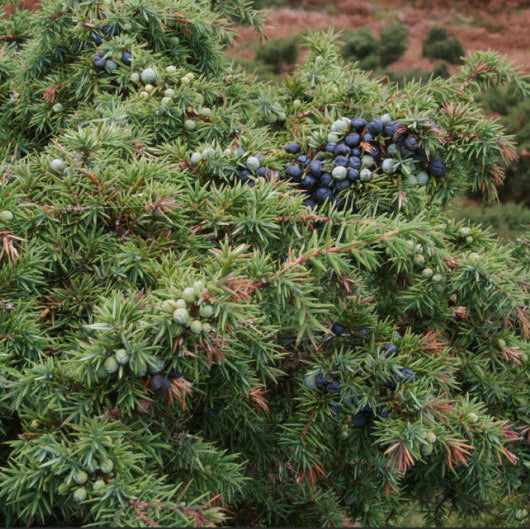 Juniperus communis