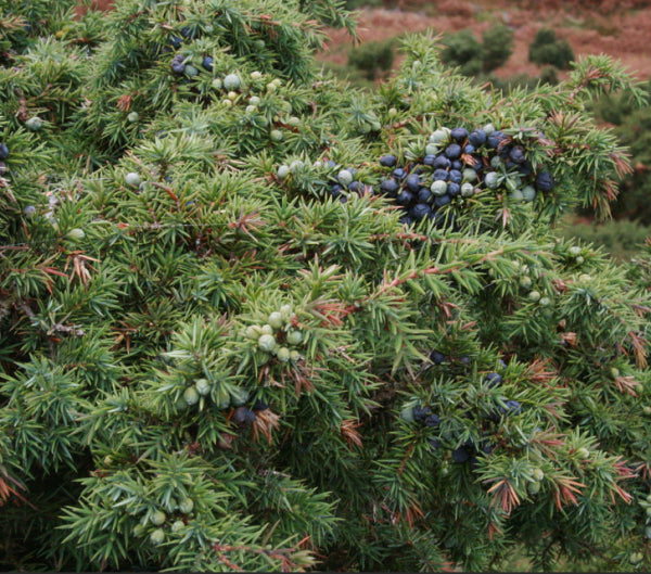 Juniperus communis