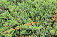 Juniperus conferta