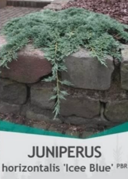 Juniperus horizontalis Icee Blue