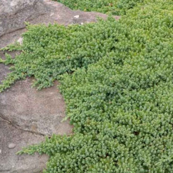 Juniperus procumbens Nana