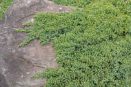 Juniperus procumbens Nana