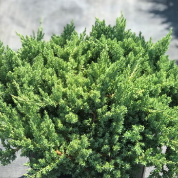 Juniperus procumbens Nana