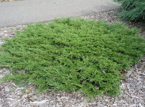 Juniperus sabina Calgary Carpet