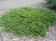 Juniperus sabina Calgary Carpet