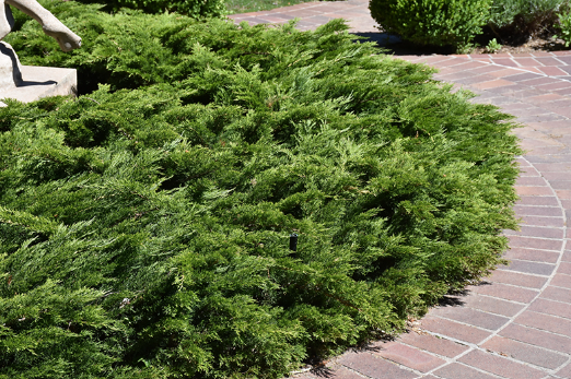 Juniperus sabina Calgary Carpet