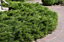 Load image into Gallery viewer, Juniperus sabina Calgary Carpet
