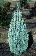 Juniperus scopulorum Blue Arrow