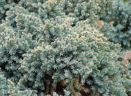 Blue Star Juniper
