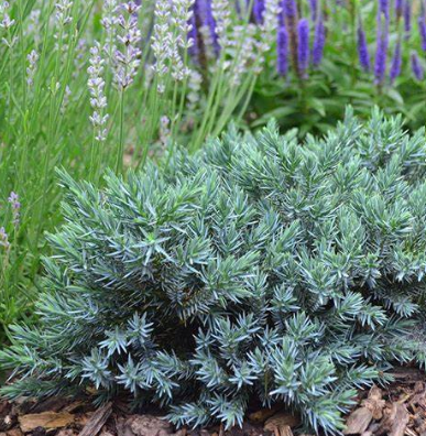 Blue Star Juniper