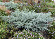 Juniperus virginiana Grey Owl