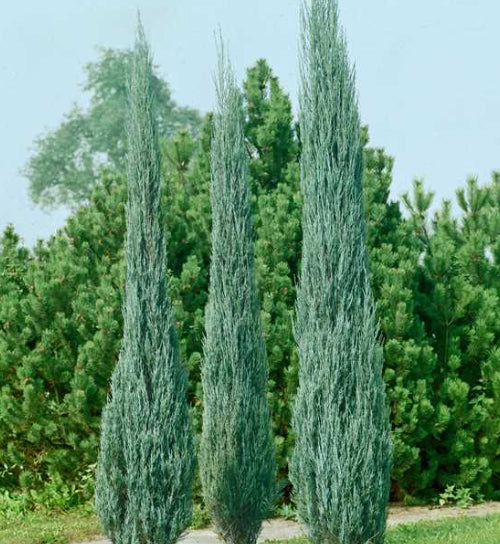 Juniperus virginiana Skyrocket