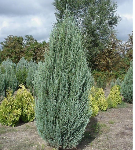 Juniperus virginiana Skyrocket