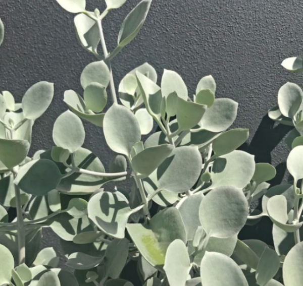 Kalanchoe Silver Spoons