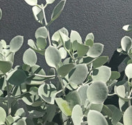 Kalanchoe Silver Spoons