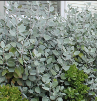 succulent silver spoons Kalanchoe Silver Spoons – Mountain View Nursery