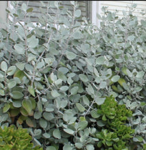 Load image into Gallery viewer, Kalanchoe Silver Spoons
