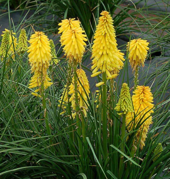 Kniphofia Poco tm Yellow