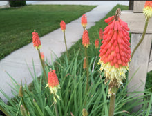 Load image into Gallery viewer, Kniphofia Rockets Red Glare
