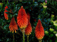 Load image into Gallery viewer, Kniphofia Rockets Red Glare
