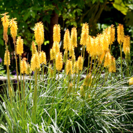 Kniphofia Sweet Corn