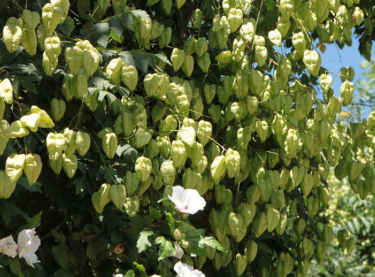 Koelreuteria paniculata Golden Rain Tree