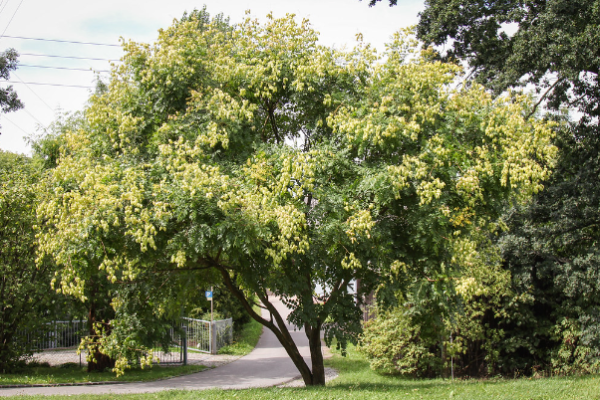 Koelreuteria paniculata Golden Rain Tree