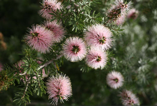 Kunzea baxteri Persian Pink