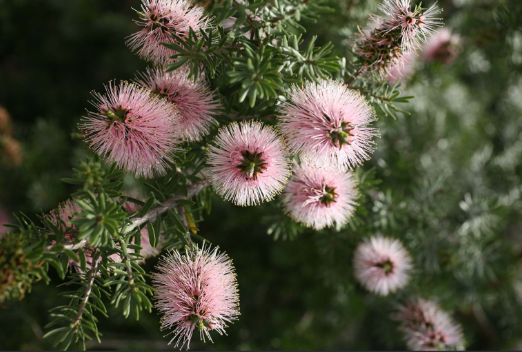 Kunzea baxteri Persian Pink