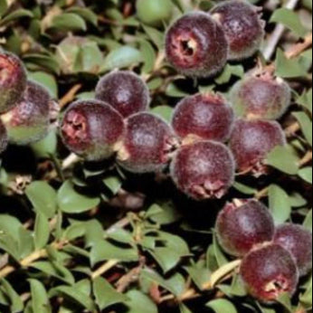 Kunzea pomifera Muntries