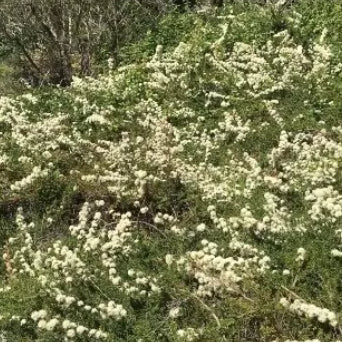 Kunzea pomifera Muntries
