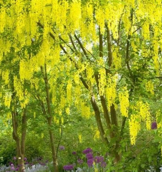 Laburnum x. watereri Vossii Golden Chain Tree