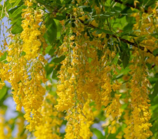 Laburnum x. watereri Vossii Golden Chain Tree