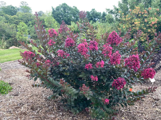 Lagerstroemia Canopy™