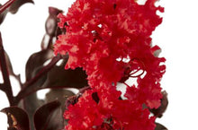 Load image into Gallery viewer, Lagerstroemia Diamonds in the Dark Best Red
