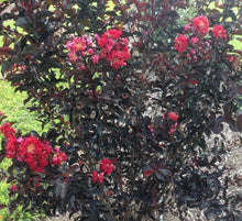 Load image into Gallery viewer, Lagerstroemia Diamonds in the Dark Best Red
