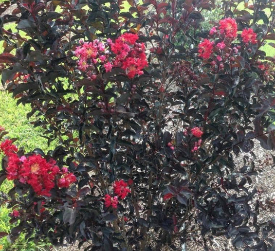 Lagerstroemia Diamonds in the Dark Best Red